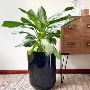 Producto  asdsad asdas