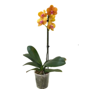 Orquídea Bologna