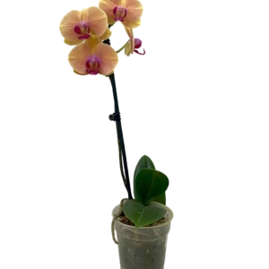 Orquídea Caribbean Dream
