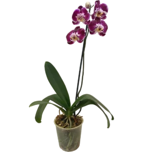 Orquídea Goldion