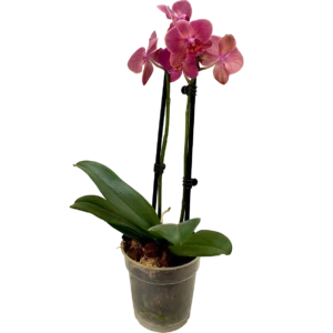 Orquídea Mai Tai
