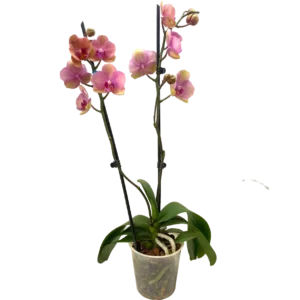 Orquídea Nadion