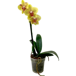 Orquídea Pulsation
