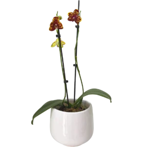Orquídea Saneskin